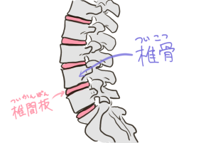 脊柱の略図。骨盤から繋がっている背骨は実は小さな椎骨の集まりで出来ています。